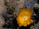 Cactus Flower in Atacama Desert, Chile Photographic Print by Andres Morya