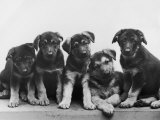 Group of Alsatian Puppies Photographie par Thomas Fall