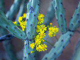 Staghorn Cholla Cactus and Desert Brittle Bush Flowers Photographic Print