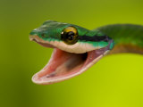 Satiny Parrot Snake (Leptophis Depressirostris) with Mouth Wide Open 写真プリント - ロイ・トフト