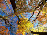 Forest Canopy in Autumn, Jasmund National Park, Island of Ruegen, Germany Photographic Print by Christian Ziegler