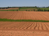 The Furrows in the Red Dirt of the Island Produce Great Potatoes, Prince Edward Island, Canada Lámina fotográfica por Taylor S. Kennedy