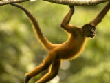 Spider Monkey (Ateles Geoffroyi) Brachiating Through Trees Photographie
