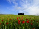 Poppies in a Wheatfield and Cypresses Photographic Print by Raul Touzon