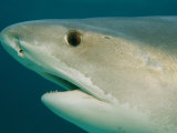 Detail of the Head of a Tiger Shark, Galeocerdo Cuvier Photographic Print