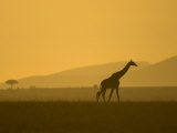 Masai Giraffe Walking at Sunset in Masai Mara. Giraffa Camelopardalis Photographic Print
