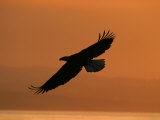 American Bald Eagle Soaring at Sunset (Haliaeetus Leucocephalus) Fotografie-Druck von Roy Toft