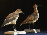 Extinct Eskimo Curlews in an Exhibit Photographie