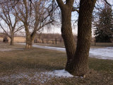 Siberian Elm Trees in the Melting Snow at the Historic Waveland Farm Photographie par Joel Sartore