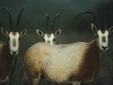 A Group of Scimitar Horned Oryxes Photographic Print