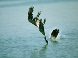 Two Brown Pelicans Dive into Water after Fish Photographic Print by Bill Curtsinger