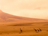 Desert Giraffes in the Mist, Namibia Photographic Print by Claudia Adams