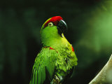An Endangered Thick-Billed Parrot Photographic Print