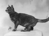 Cat Looking Alert with Its Tail Curled up in Anticipation Lámina fotográfica por Thomas Fall Cat Looking Alert with Its Tail Curled up in Anticipation Lámina fotográfica por Thomas Fall