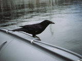 A Raven Perched on the Side of an Inflatable Boat Photographie