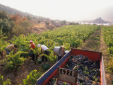 Picking Grapes, Languedoc, France Photographie par Nik Wheeler