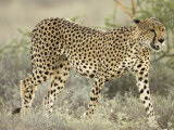 Close View of a Cheetah Walking Through a Field (Acinonyx Jubatus) Photographic Print