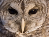 A Barred Owl (Strix Varia) Wing at a Raptor Recovery Center Fotografie-Druck von Joel Sartore