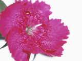 Pink Flower Photographic Print