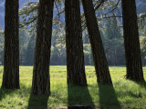 Tall Evergreen Tree Trunks in a Meadow at the Base of a Mountain Photographic Print by Marc Moritsch