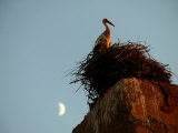Stork on the Walls of the Palais El Badi, Marrakesh, Morocco Photographic Print by Doug McKinlay