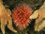 Sea Stars and a Sea Anemone Color the Bottom of the Gulf of Maine Lámina fotográfica Sea Stars and a Sea Anemone Color the Bottom of the Gulf of Maine Lámina fotográfica