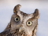 A Captive, Endangered Eastern Screech Owl at a Raptor Recovery Center Photographie par Joel Sartore