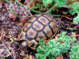 Angulate Tortoise in Flowers, South Africa Photographic Print by Claudia Adams