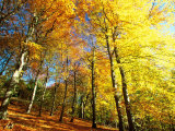 Trees Covered in Yellow Autumn Leaves, Jasmund National Park, Island of Ruegen, Germany Fotografie-Druck von Christian Ziegler