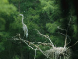 A Great Blue Heron Perches on a Branch Next to Its Nest Photographic Print by Taylor S. Kennedy