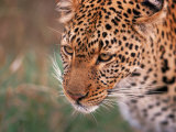 Samburu Leopard, Kenya Lámina fotográfica por Dee Ann Pederson