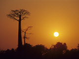 Baobab Avenue at Sunset, Madagascar Photographic Print by Daisy Gilardini