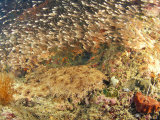 Tasselled Wobbegong in School of Golden Sweepers, Indonesia Photographic Print by Michele Westmorland