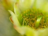 Close View of a Teddy Bear Cholla Cactus Flower Photographic Print by Raul Touzon
