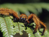 Close-up of Tarantula on Fern, Madagascar Photographic Print by Daisy Gilardini