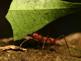 Close-up of Leaf Cutting Ant (Atta Sexdens) Carrying Leaf Photographic Print by Roy Toft