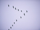 Canada Geese Flying in Formation Photographic Print