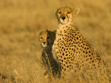 Portrait of a Mother Cheetah and Cub in Golden Light (Acinonyx Jubatus) Lámina fotográfica Portrait of a Mother Cheetah and Cub in Golden Light (Acinonyx Jubatus) Lámina fotográfica