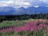 Fireweed Blooms near Kluane National Park, Yukon, Canada Photographic Print by Paul Souders