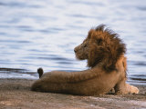 Portrait of Male African Lion, Tanzania Fotografisk tryk af Dee Ann Pederson Portrait of Male African Lion, Tanzania Fotografisk tryk af Dee Ann Pederson