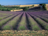 Lavender Field, Provence, France Photographic Print by Gavriel Jecan