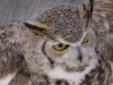 A Captive Great Horned Owl at a Recovery Center Fotografie-Druck von Joel Sartore