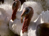 Several Huge White Gobbler Turkeys Look Ugly But Will Taste Good Photographic Print by Stephen St. John