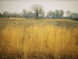 Fields at the Lillian Annette Rowe Bird Sanctuary on the Platte River Photographic Print by Joel Sartore