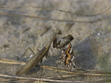 Praying Mantis Eating a Butterfly Photographic Print by Darlyne A. Murawski