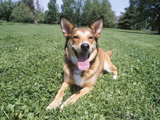 Panting Dog Lying Down in Green Grass Photographic Print