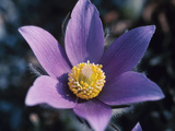 Blooming Purple and Yellow Flower Photographic Print