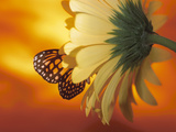 Beautiful Monarch Butterfly on Blooming Daisy Photographic Print