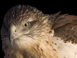 A Captive Ferruginous Hawk (Buteo Regalis) Photographic Print by Joel Sartore