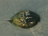 A Barnacle and Algae Encrusted Horseshoe Crab, Limulus Polyphemus Photographic Print by Darlyne A. Murawski